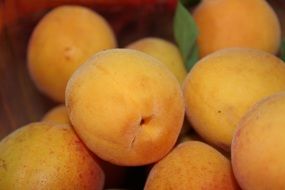 vitamins Apricot