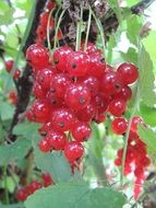 Currant berry in summer