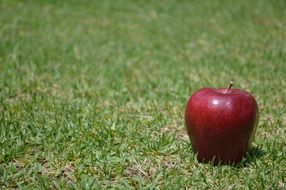 Red apple on the green grass