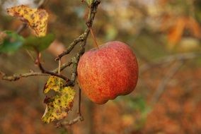 overripe apple on autumn branch close-up on blurred background