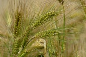 barley grains