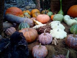 different colorful pumpkins