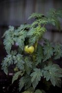 Tomato plant with the green unripe tomatoes on it