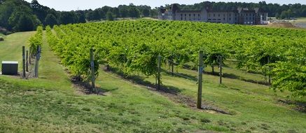 vineyards with green vine bushes