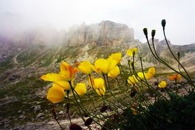 Poppy Flowers Mountain