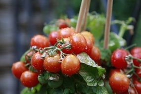 ripe cherry Tomatoes with water drops on plants