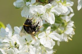 bumblebee on white flowers on a branch