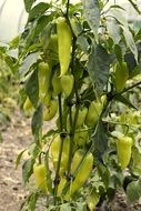 green pepper Bush