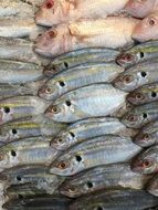 Ice Fish market