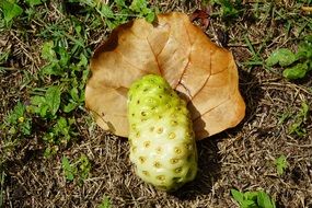 Exotic tahitian noni fruit