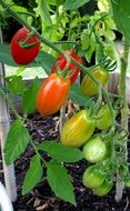 Mature and immature tomatoes on a branch close-up