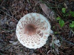Parasol mushroom top view