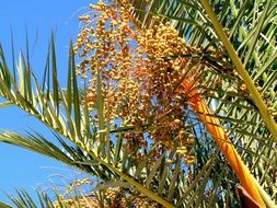 Date-Palm Dates
