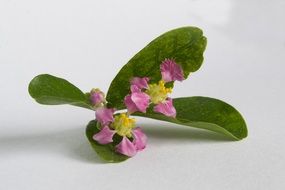 isolated Red Fruit blooming
