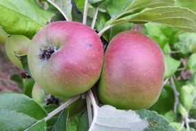 green apple with red side on a tree