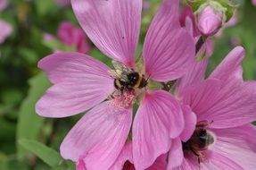 Bumblebees on pink mallow flowers