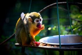 little monkey near the bowler on a sunny day