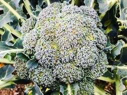 Broccoli in a garden