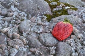 red Strawberry on grey Mountain