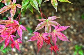 purple plant foliage