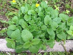 green Mint Vegetable garden view
