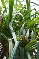 exotic fruit in the rainforest