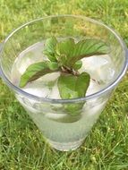 Mojito Cocktail with Mint leaves in glass on grass