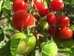 plant with green and red tomatoes growing in the garden