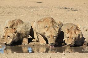 tigresses at a watering hole in Africa