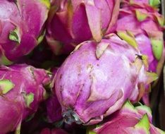 pink dragonfruit close up