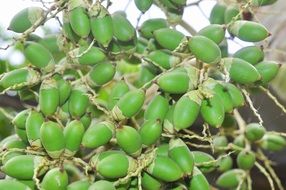 delicious Areca Fruit