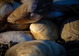 underwater mollusk close-up
