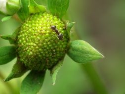 Insect on the green strawberry