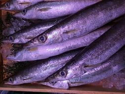 Saury Ice Fish