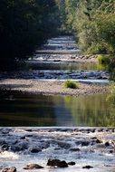 Small river in the green forest