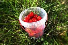 grape tomatoes in a clear plastic bucket