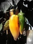green and yellow chili pepper on a plant stem