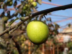 green apple on a branch close-up