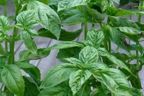 green basil for pesto sauce