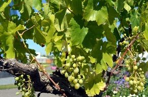 white grapes on the vine on a sunny day