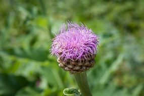 violent Alpine Flowers macro photo