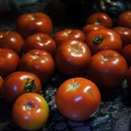 farm tomato harvest