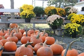 Orange ripe pumpkins and different flowers