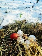 eggs on straw in the snow
