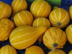 photo of yellow pumpkins close up
