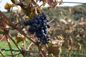 Blue Grapes on vine, vineyard at fall