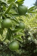 immature green lemons on the tree