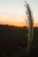 sunset on the background of the wheat spike