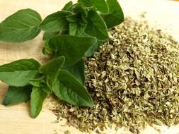 oregano as an aromatic herb