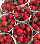 Red juicy fresh strawberries in the bags